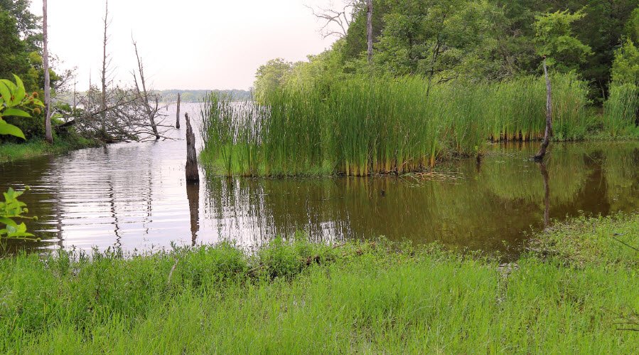 Purtis Creek State Park, Texas, USA
